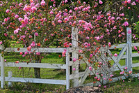 Fence_flowers