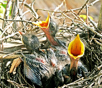 Bird_Nest 009
