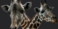 Giraffes Heads